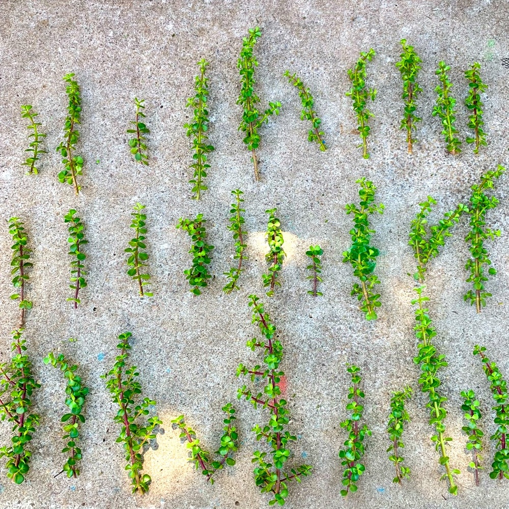 30 bare root succulents $26